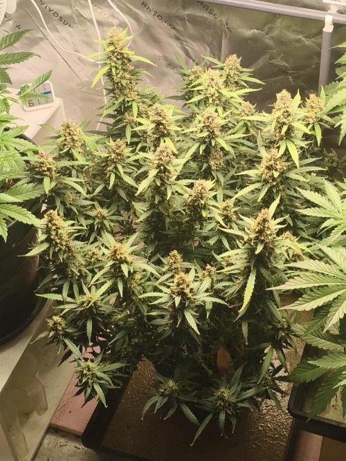 PineappleSlushAuto. Week 10 - 22.09.