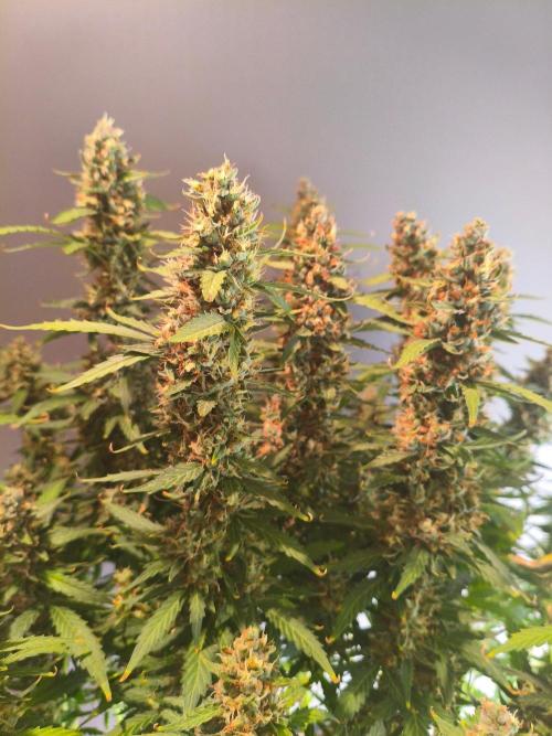 PineappleSlushAuto. Week 10