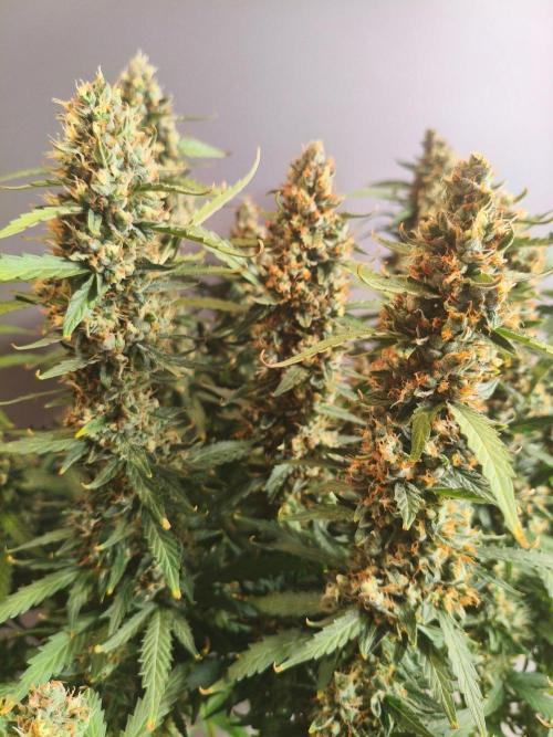 PineappleSlushAuto. Week 10
