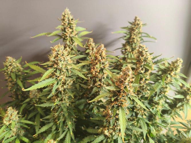 PineappleSlushAuto. Week 10