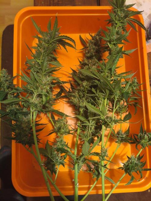 PineappleSlushAuto. Week 11