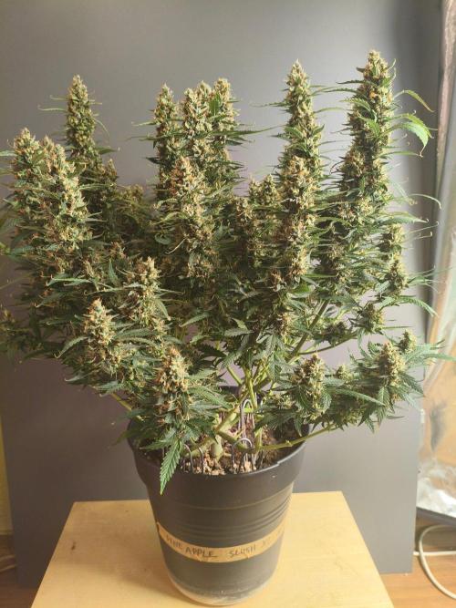 PineappleSlushAuto. Week 11 - LAST PIC