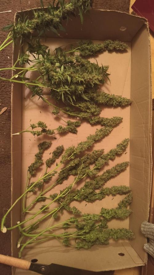 PineappleSlushAuto. Week 11
