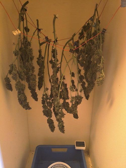 PineappleSlushAuto. Week 11 - DIY drybox.