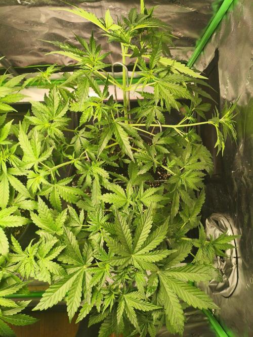 TangerineDreamAuto #2. Week 5 - 25.09