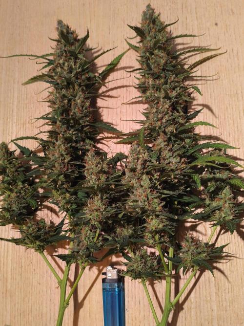 PineappleSlushAuto. Week 11 - THE 2 MAINS