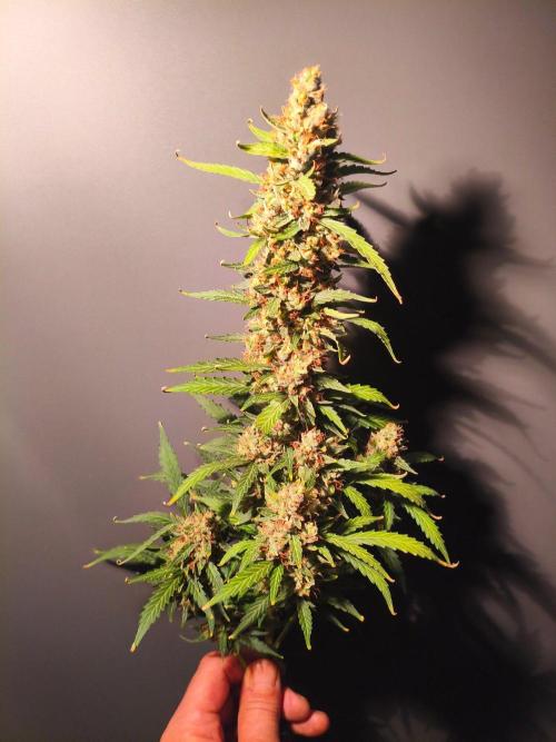 PineappleSlushAuto. Week 11 - MAIN #1