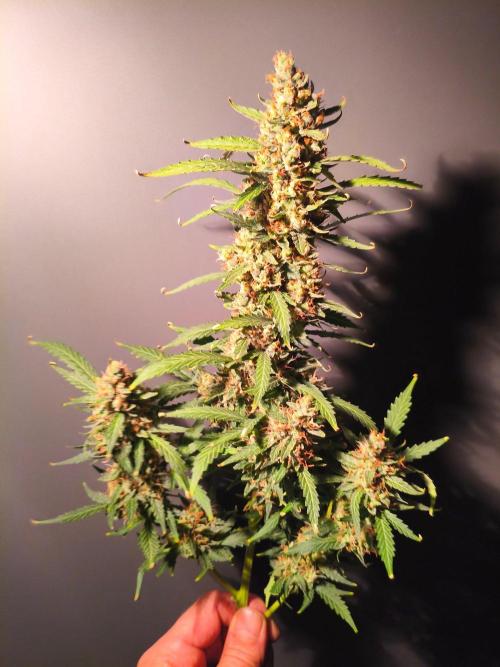 PineappleSlushAuto. Week 11 - MAIN #2