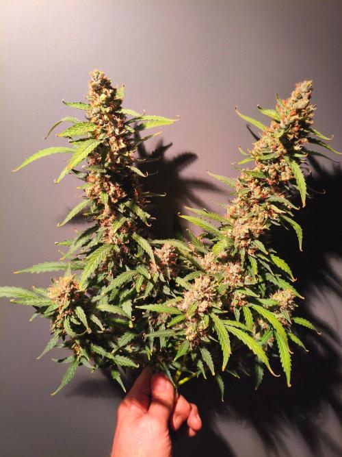 PineappleSlushAuto. Week 11 - THIS IS MAGIC