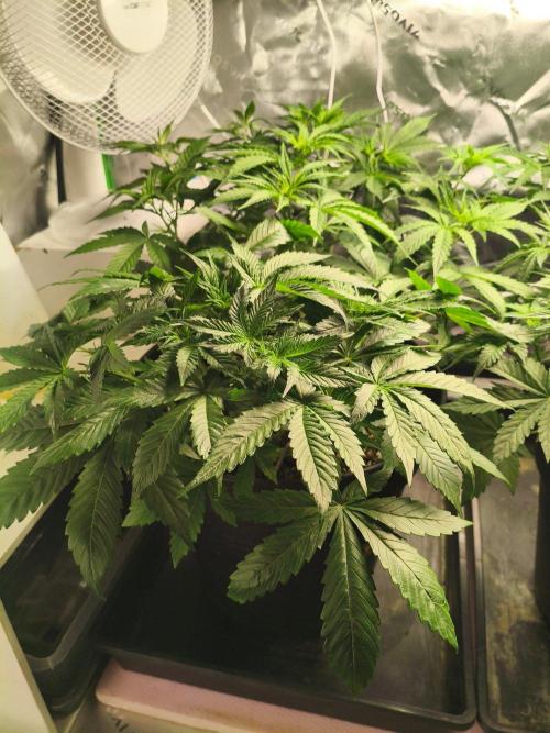 WhiteWidowAuto F1. Week 5 - 1 is in preflower