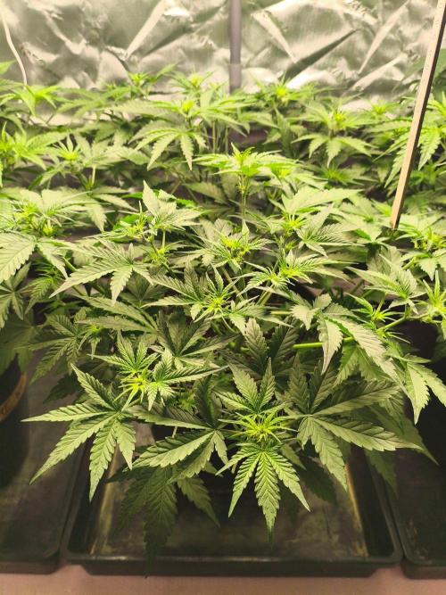 StrawberryCoughAuto. Week 5