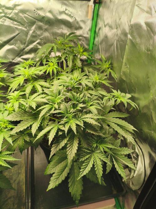 TangerineDreamAuto #2. Week 5