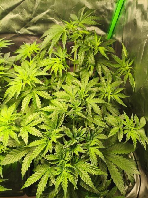 TangerineDreamAuto #2. Week 5 - 26.09