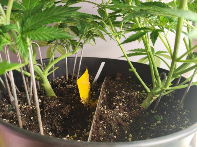 WhiteWidowAuto F1. Week 5 - CLEAN NOW