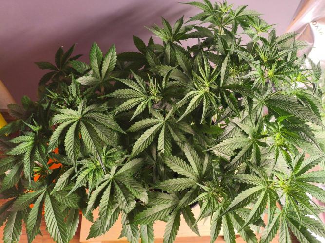 WhiteWidowAuto F1. Week 5