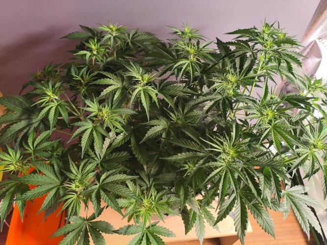 StrawberryCoughAuto. Week 5