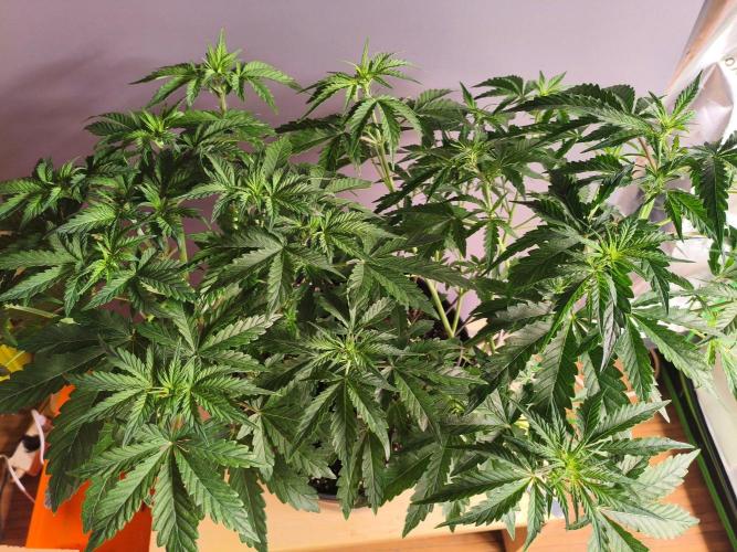 TangerineDreamAuto #2. Week 5