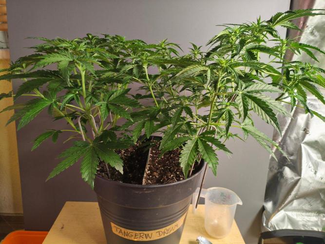 TangerineDreamAuto #2. Week 5 - 27.09