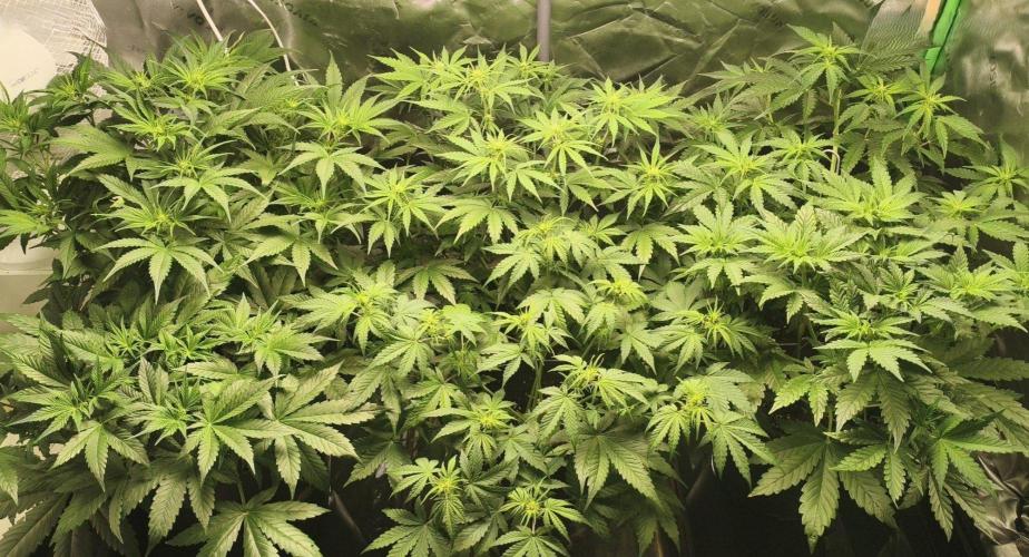 TangerineDreamAuto #2. Week 5 - RIGHT 29.09
