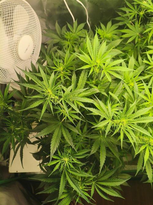 WhiteWidowAuto F1. Week 6