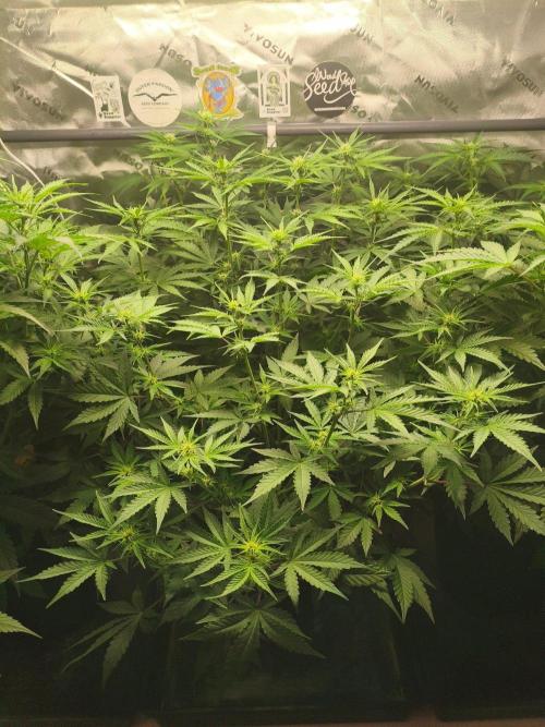 StrawberryCoughAuto. Week 6 - 03.10