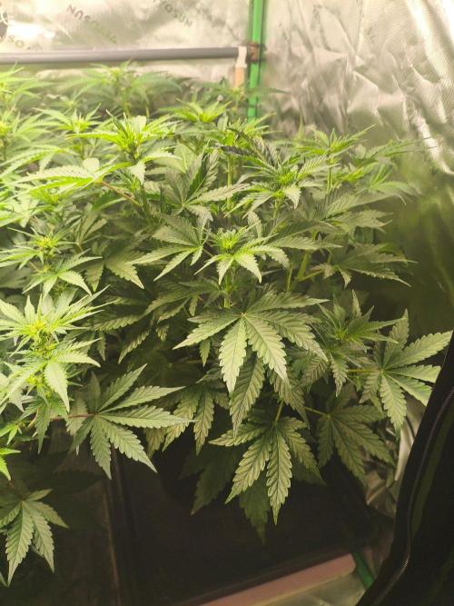 TangerineDreamAuto #2. Week 6 - 03.10