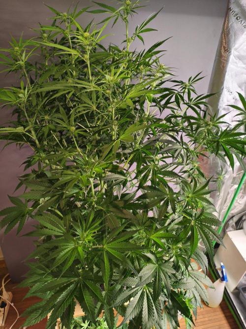 WhiteWidowAuto F1. Week 7