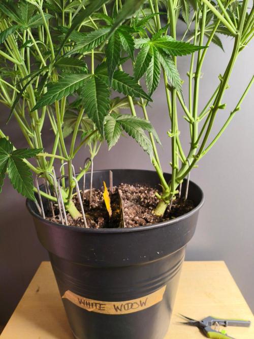 WhiteWidowAuto F1. Week 7