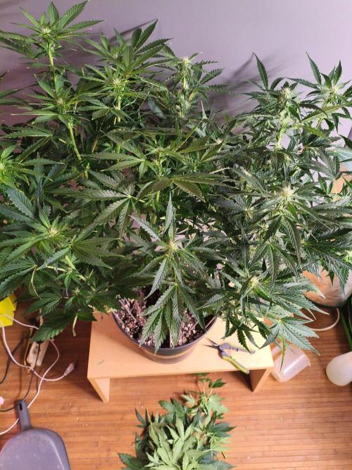 TangerineDreamAuto #2. Week 7