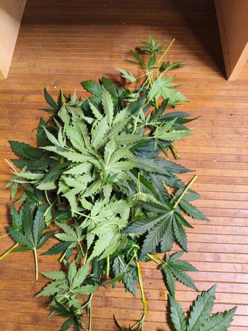 TangerineDreamAuto #2. Week 7