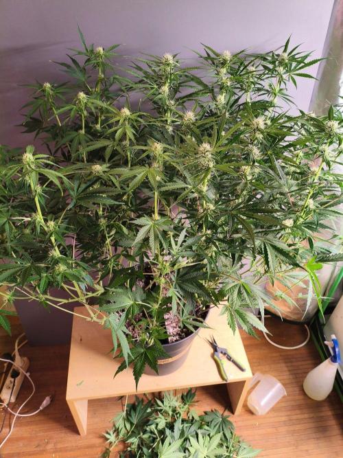 StrawberryCoughAuto. Week 7