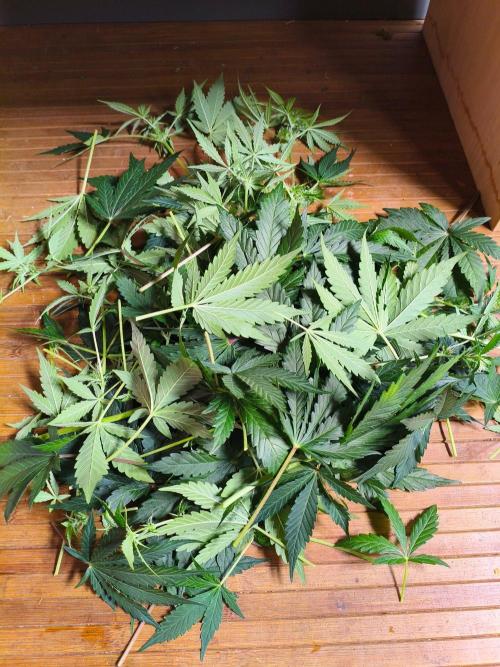 StrawberryCoughAuto. Week 7