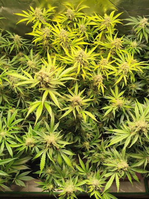 StrawberryCoughAuto. Week 10
