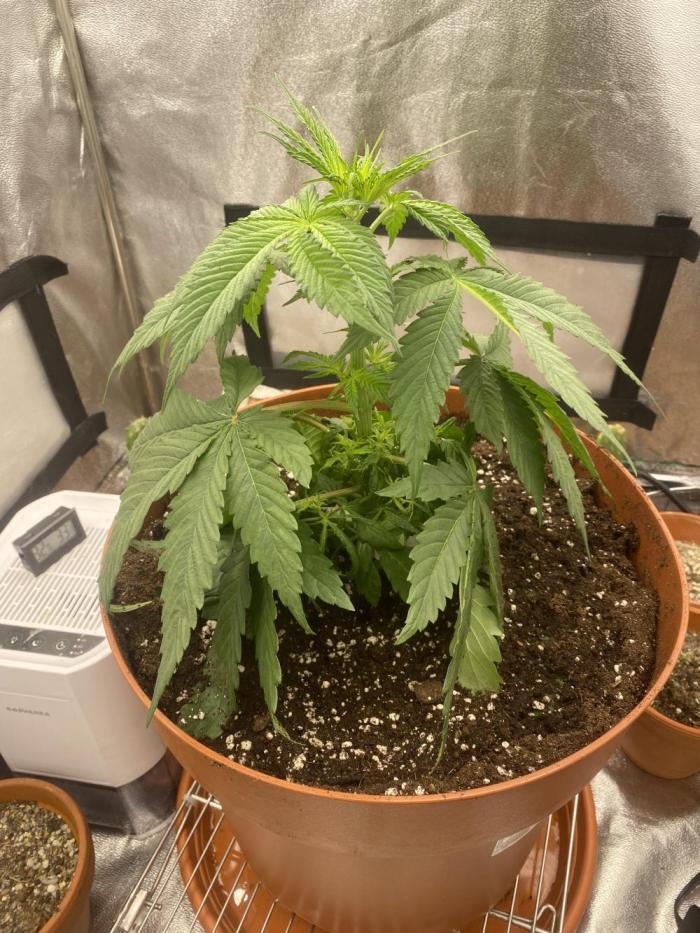 Jamaican Pearl. Week 3