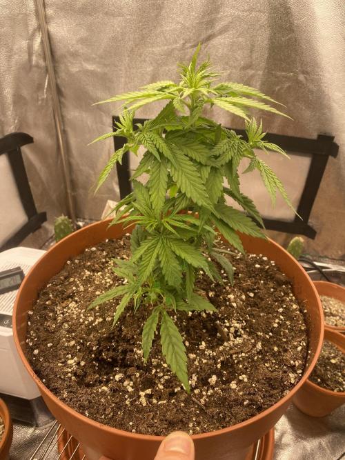 Jamaican Pearl. Week 4