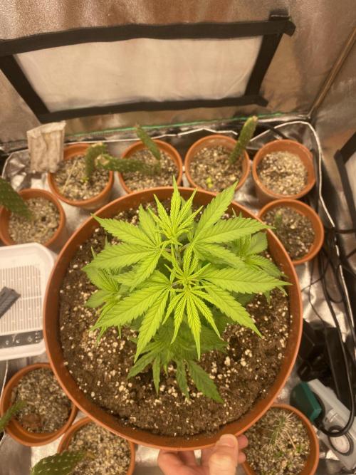 Jamaican Pearl. Week 4