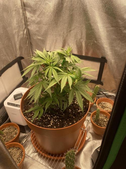 Jamaican Pearl. Week 5