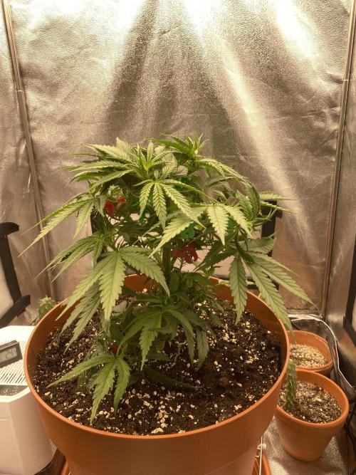 Jamaican Pearl. Week 5