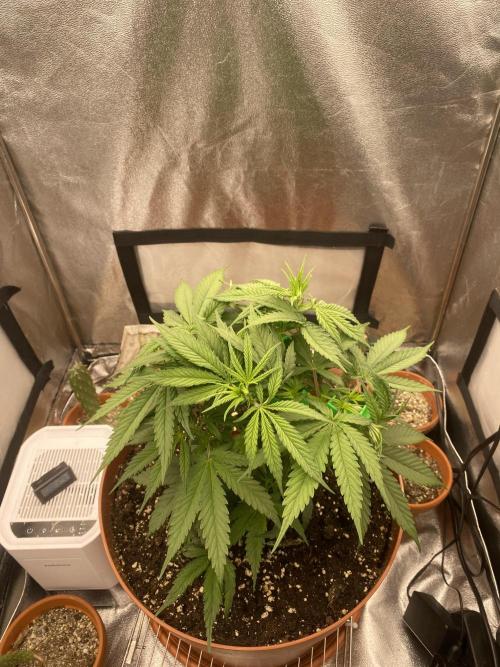 Jamaican Pearl. Week 5