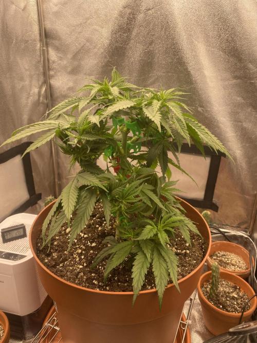 Jamaican Pearl. Week 6