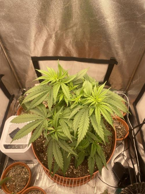 Jamaican Pearl. Week 6