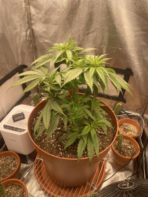 Jamaican Pearl. Week 6