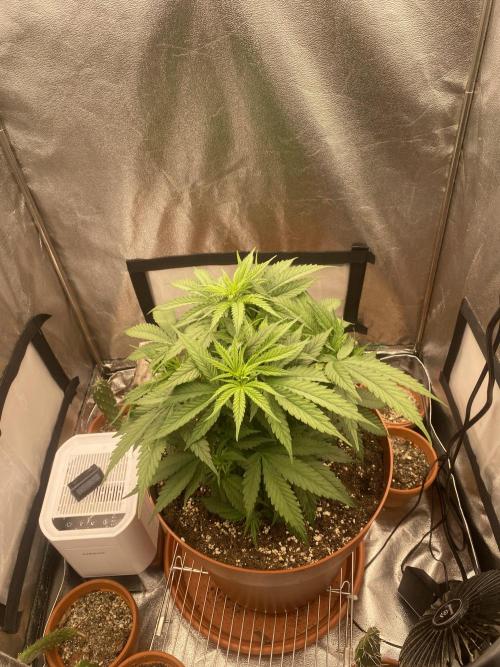 Jamaican Pearl. Week 6