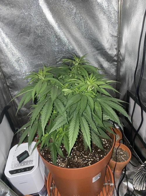 Jamaican Pearl. Week 7