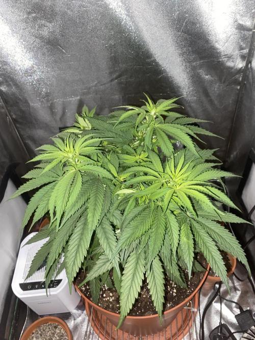 Jamaican Pearl. Week 7