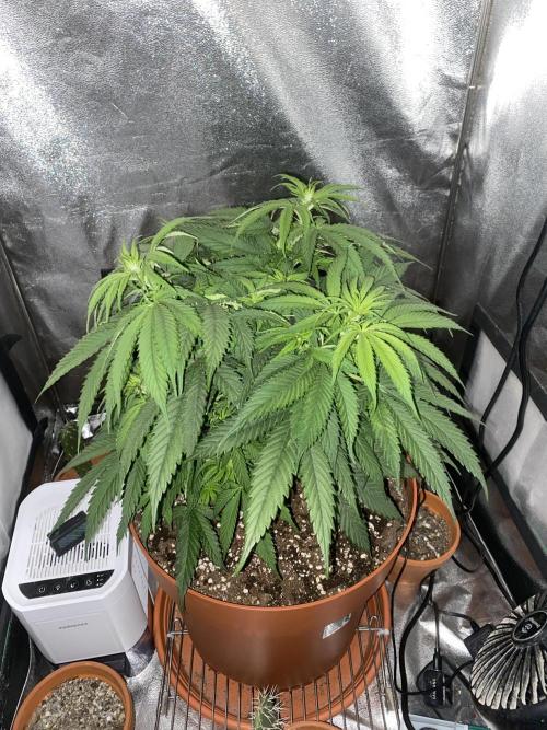 Jamaican Pearl. Week 8