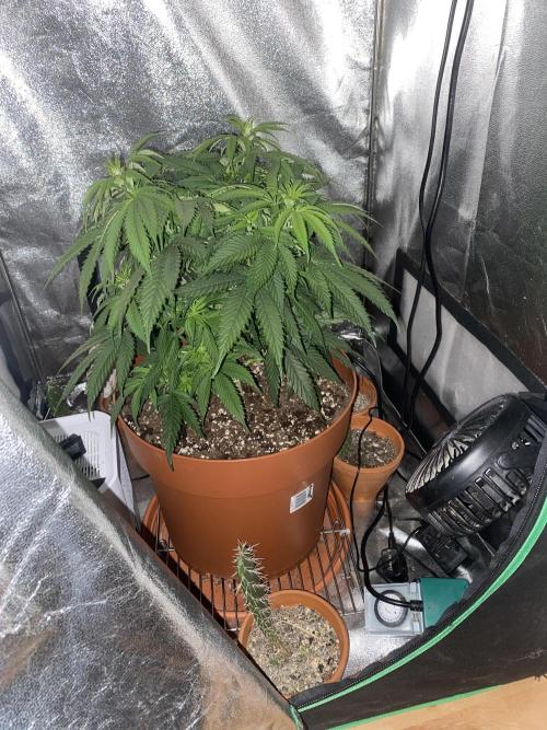 Jamaican Pearl. Week 8