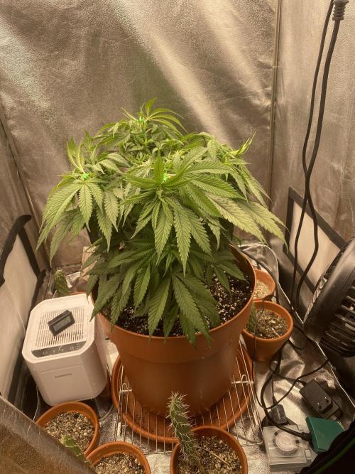 Jamaican Pearl. Week 9