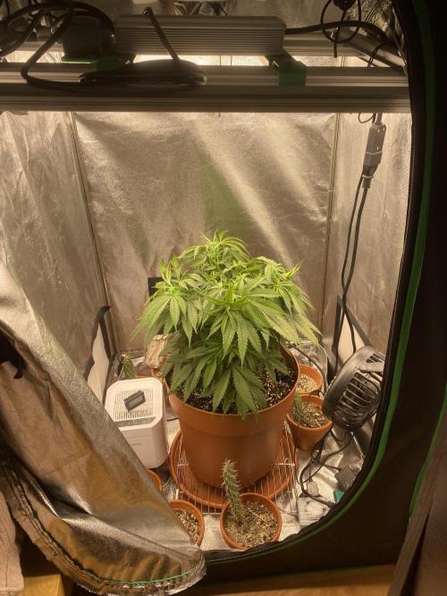 Jamaican Pearl. Week 9