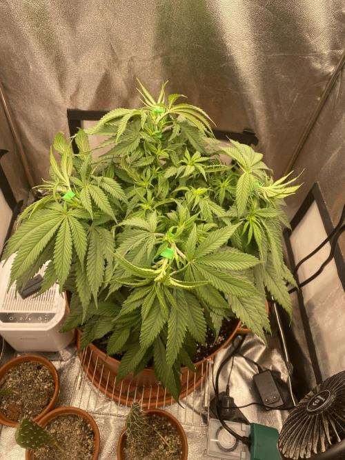 Jamaican Pearl. Week 9